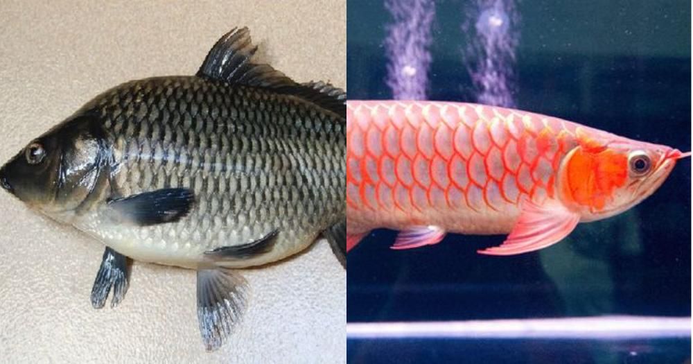 7 Ikan Pembawa Hoki, Ada Ikan Mas dan Arwana